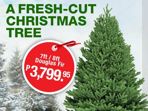 Have a Real Fir Christmas Tree, Only P3,799.95 at S&R!