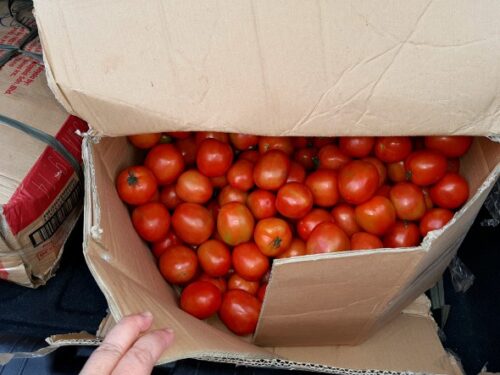 Ten Pesos per Kilo Tomatoes!!!